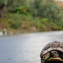 9. V jižní části je velmi běžné při svých cestách narazit na želvy – suchozemské i vodní